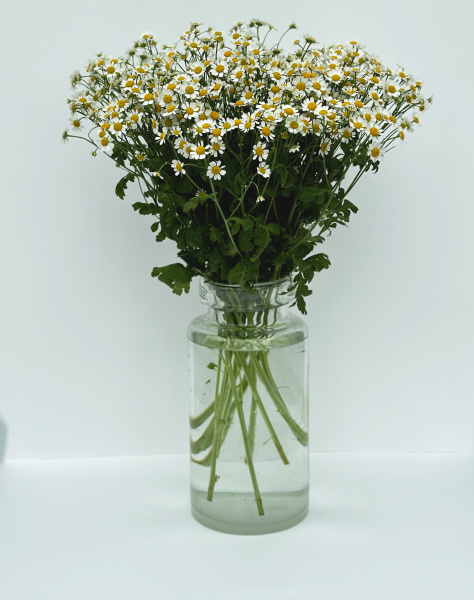 Матрикария